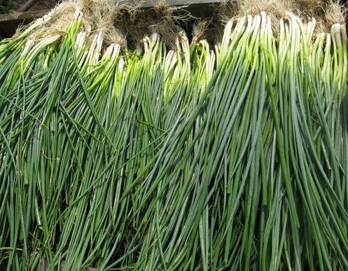 如何利用保鮮冷庫對大蔥進(jìn)行正確儲藏？